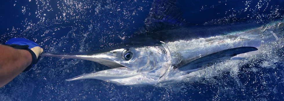 Ono catch maui fishing charter