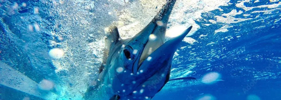 Marlin charter catch maui