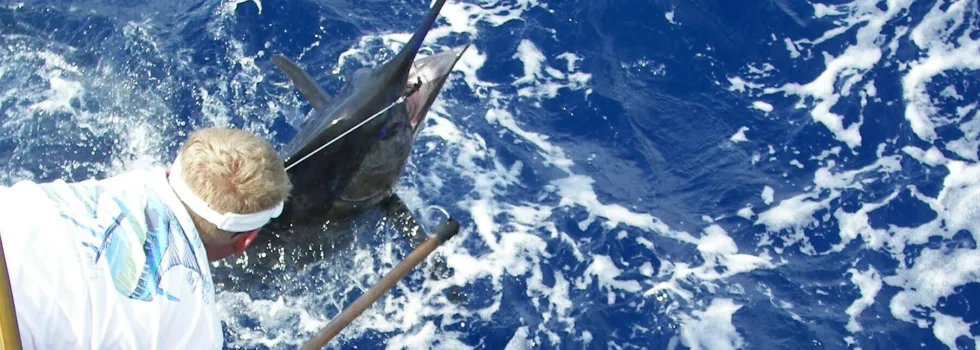 Gaffing maui fishing charter