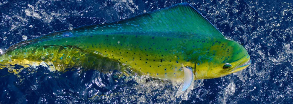 Maui fishing mahimahi