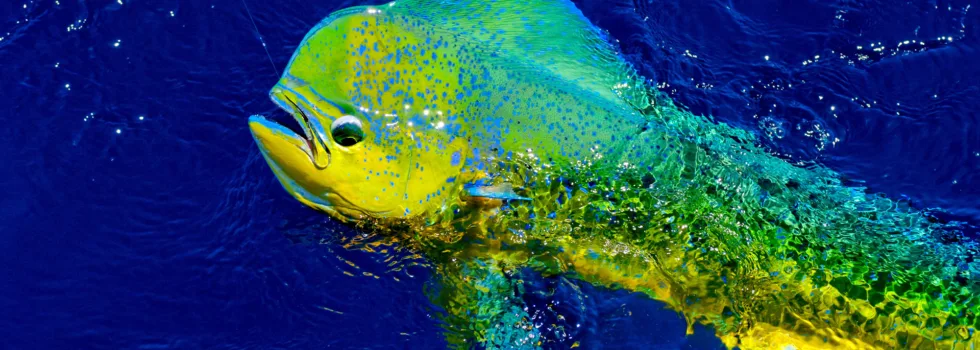 Mahi mahi fishing maui
