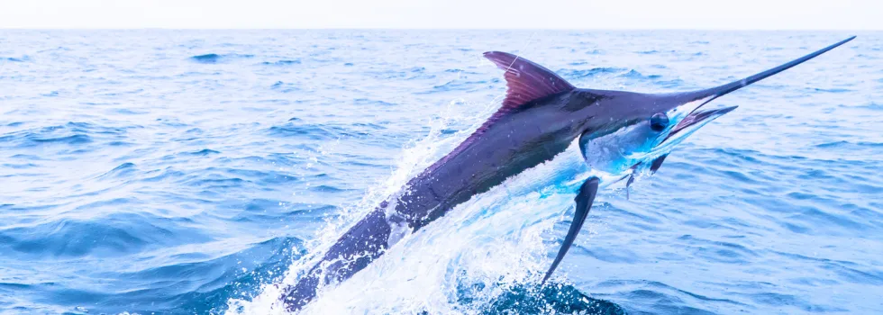 Marlin fishing charter maui