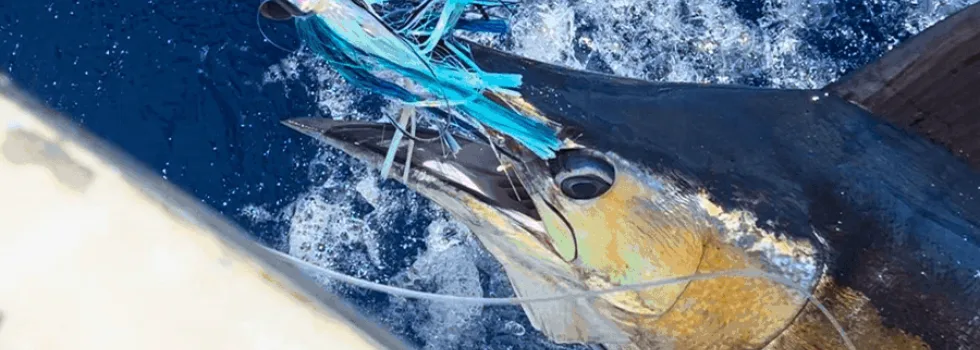 Marlin fishing maui