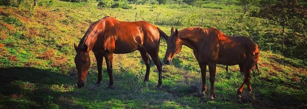 Horseback ride maui