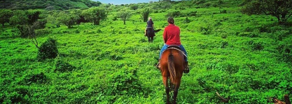 Upcountry maui horse back ride