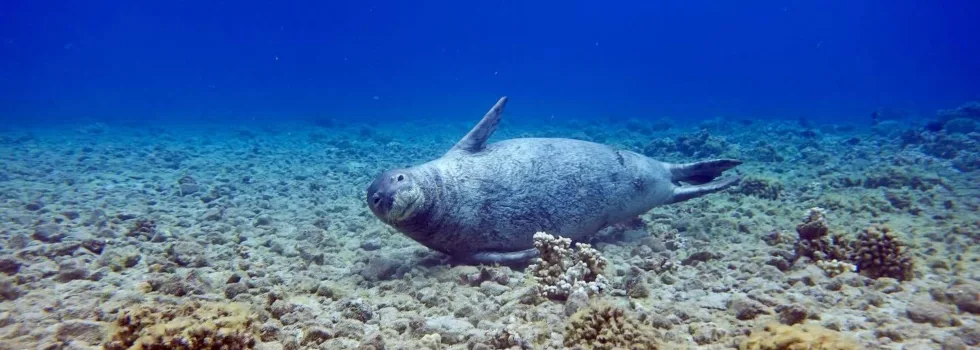 Snorkel with monk seals maui
