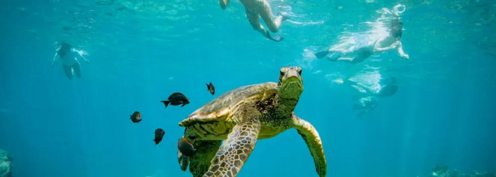 Snorkeling at turtle town maui