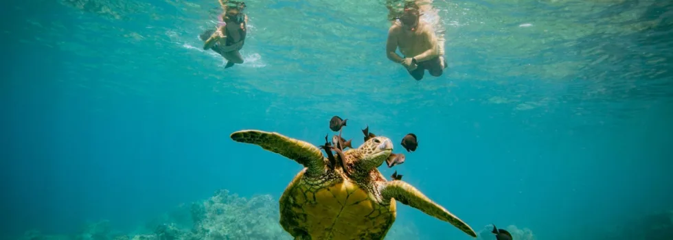 Swimming with turtles molokini