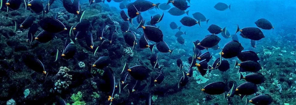 Trigger fish maui snorkel