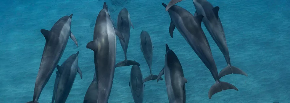 Na-pali-coast-dolphin-tour