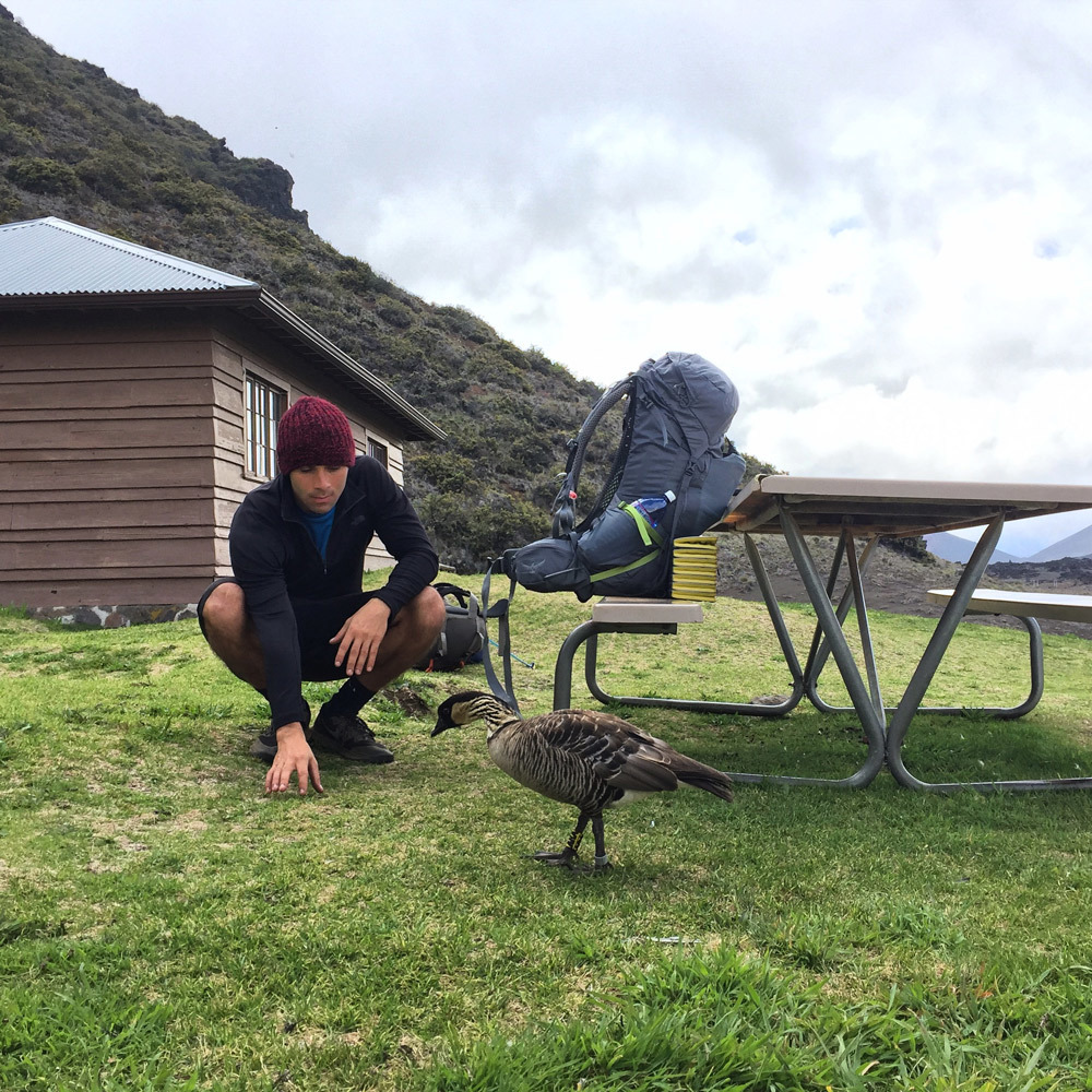 nene-close-up-haleakala.jpg#asset:2793
