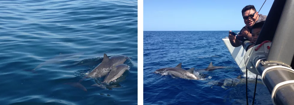 Dolphin Sighting Catamaran