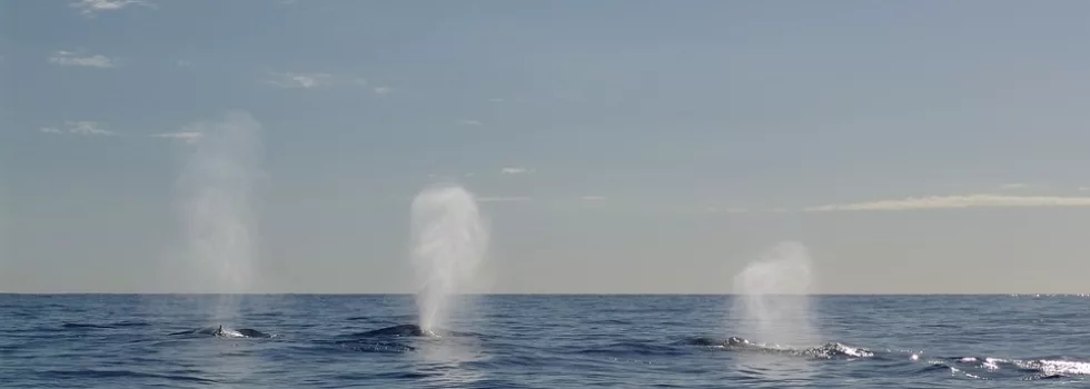 Whale Spout Blowhole Hawaii