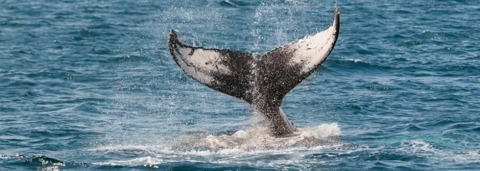 Whale Tail Humpback Hawaii