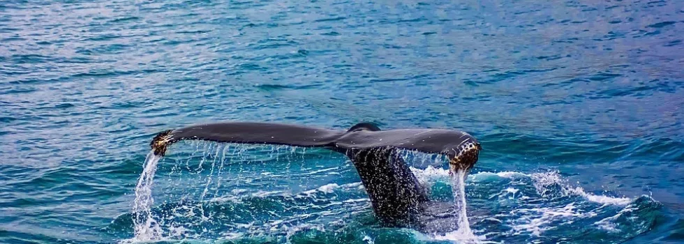 Whale Tail Hawaii Tour