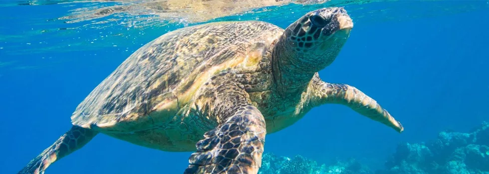 Catamaran Snorkel Tour
