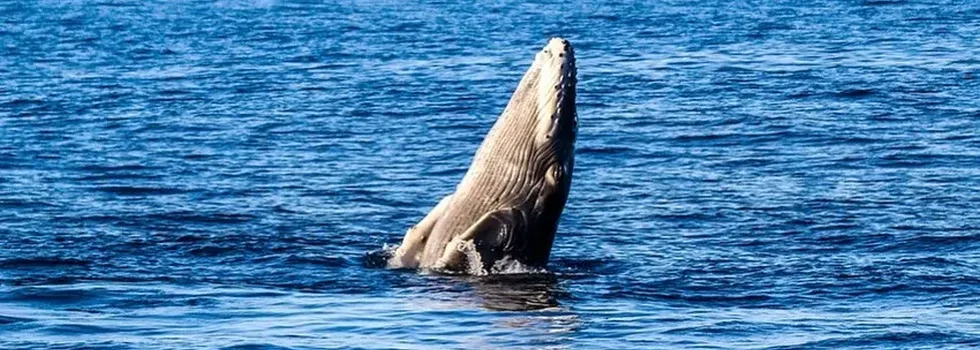 Humpback whale spy hop north shore oahu