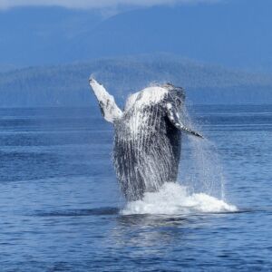Haleiwa Catamaran Whale Watching