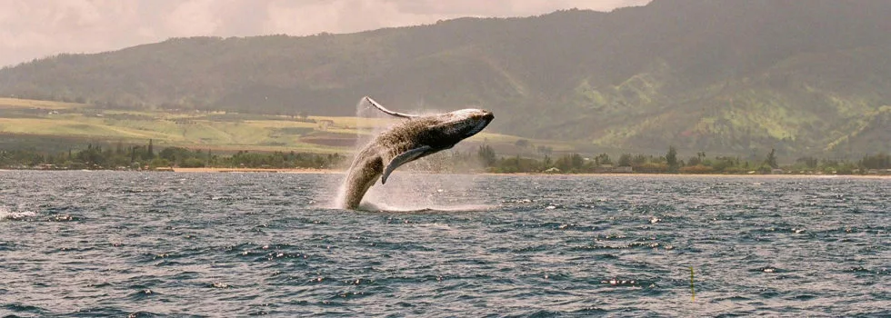 Whale breech