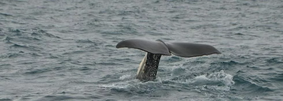 Whale Tail Fluke Hawaii