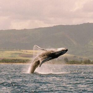 Haleiwa Sunset Catamaran Whale Watching