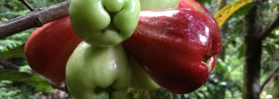 Oahu north shore mountain apple