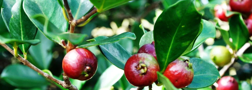 Oahu north shore strawberry guava