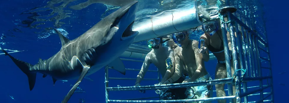 Shark cage tours
