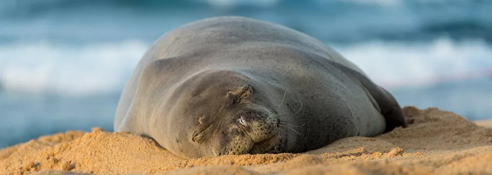 Photography Tour Oahu