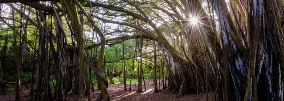 North shore oahu photo tour