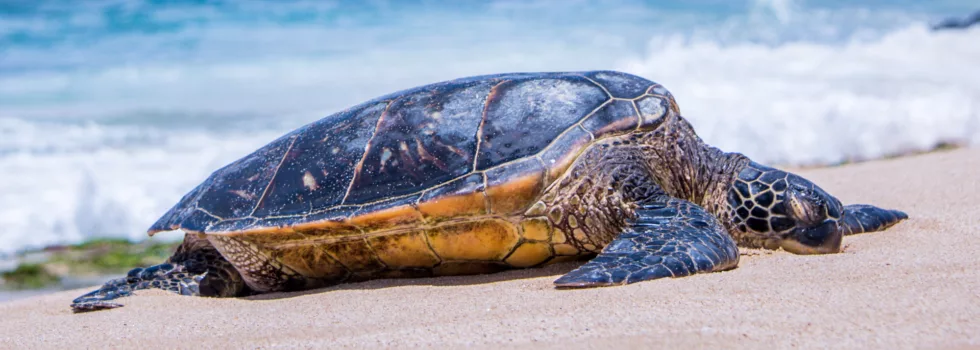 Hawaii turtle on beach