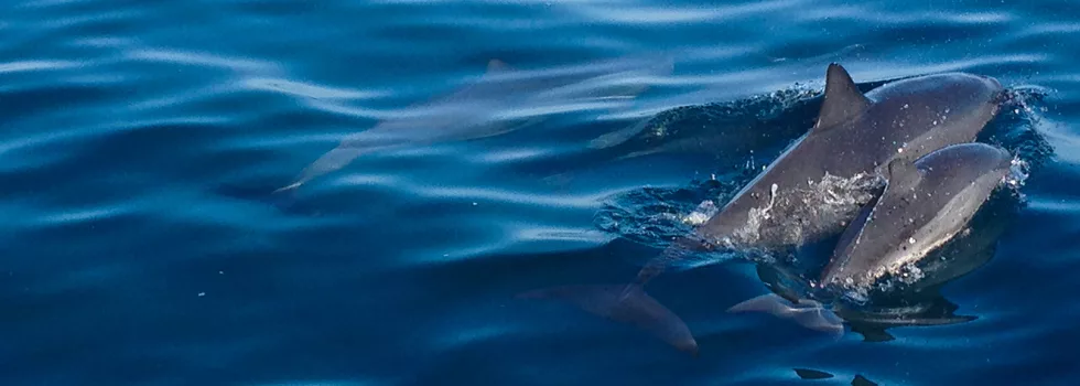 Dolphin Boat Tour Oahu