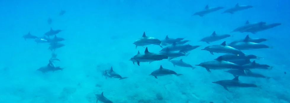 Dolphin Pod Swim Oahu