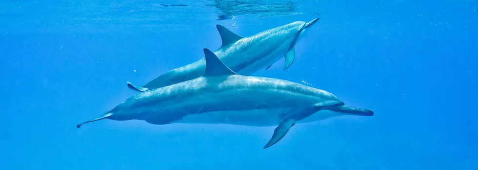 Dolphin Snorkel West Oahu Tour