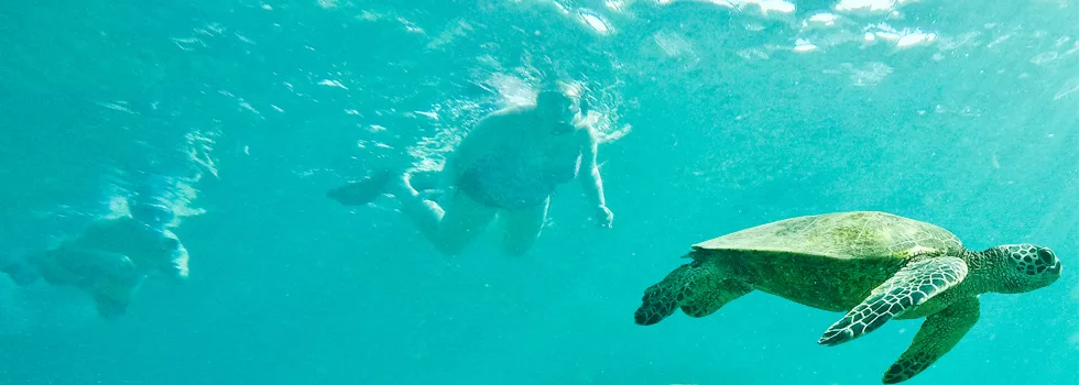 Turtle Snorkel West Oahu