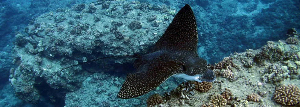 Eagle ray hawaii snorkel