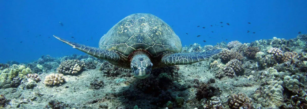 Snorkel turtles disney hotel hawaii