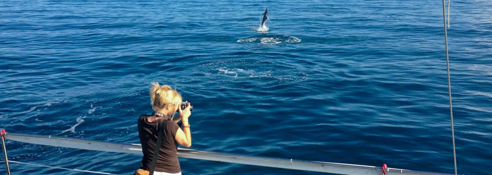 Spinner dolphin hawaii banner