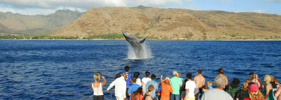 West oahu whale watching