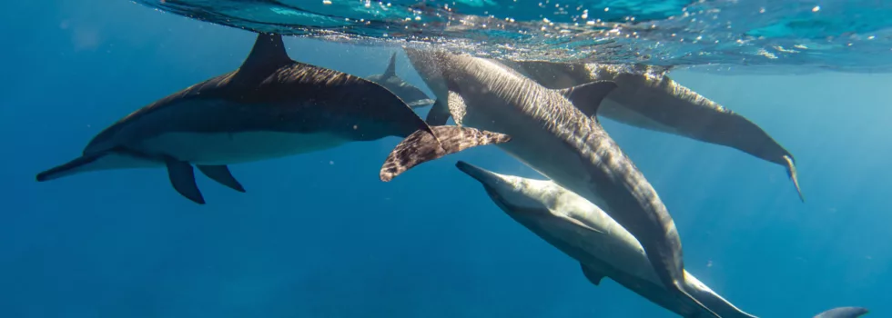 Dolphin view oahu