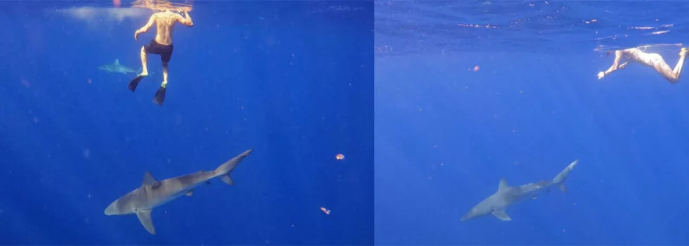 North shore hawaii shark swim