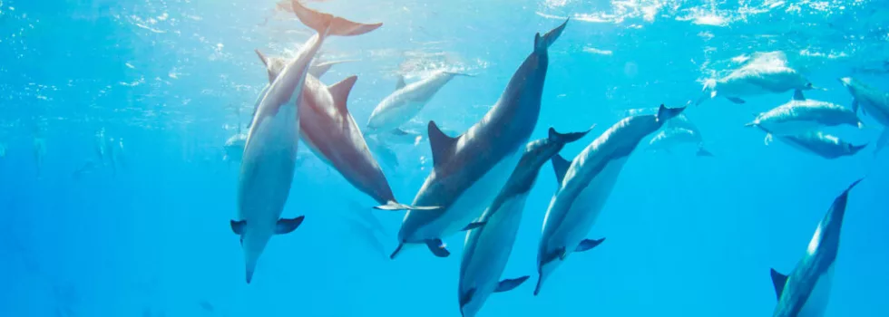 Swim with dolphins oahu