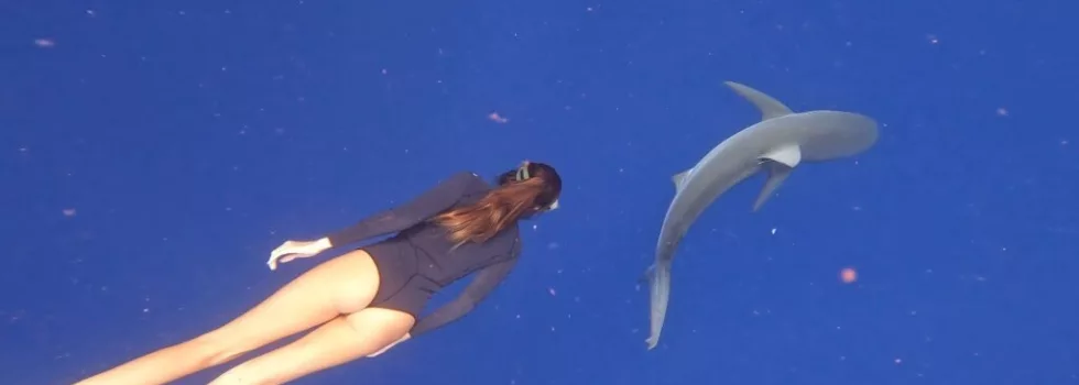 Swim with sharks haleiwa