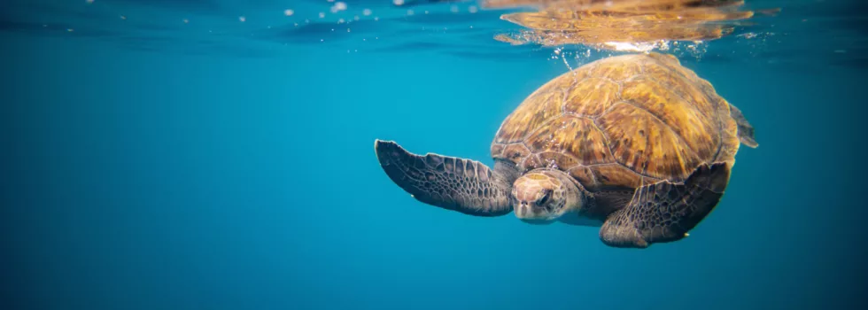 Turtle snorkel haleiwa hawaii