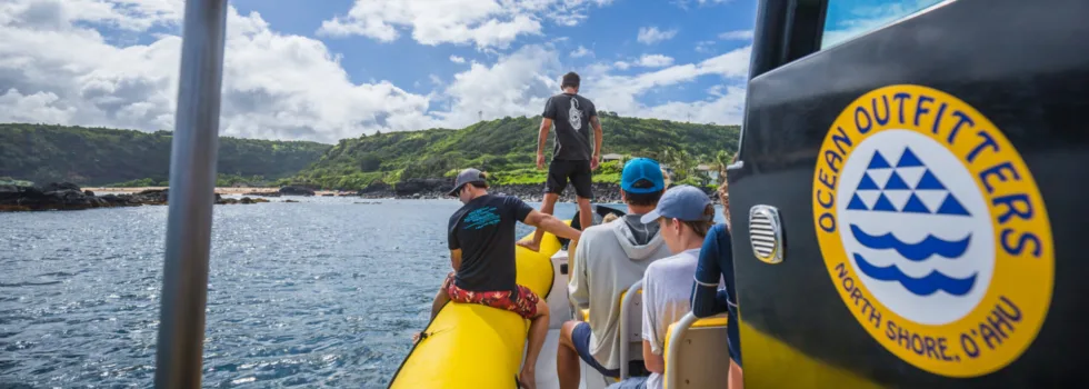 Whale dolphin watch north shore speedboat