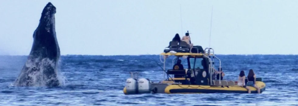 Whale breach next to oahu speedboat