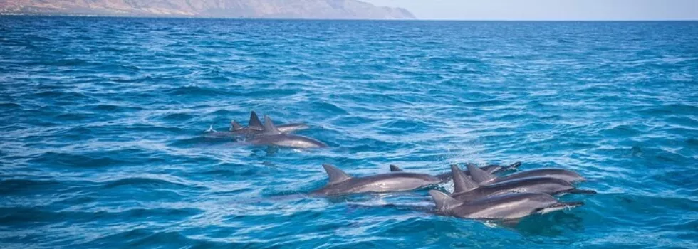 Dolphin view haleiwa