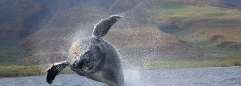 Whale tour haleiwa