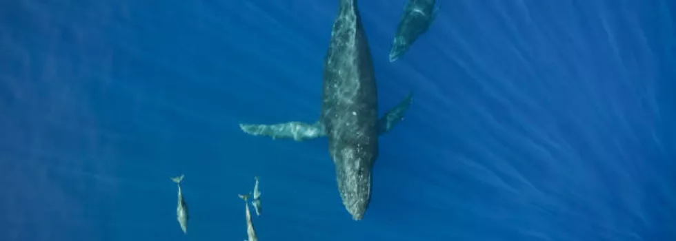 Whales tour north shore oahu