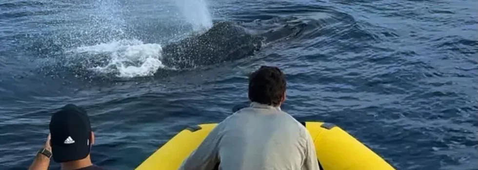 Whale spout bow speedboat oahu